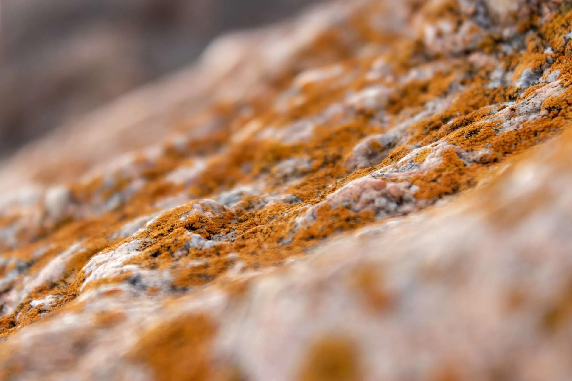 What Is Orange Mould? (And Is It Dangerous?) | MouldMen