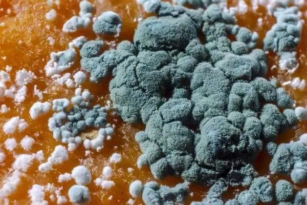 Mould types in Australian homes