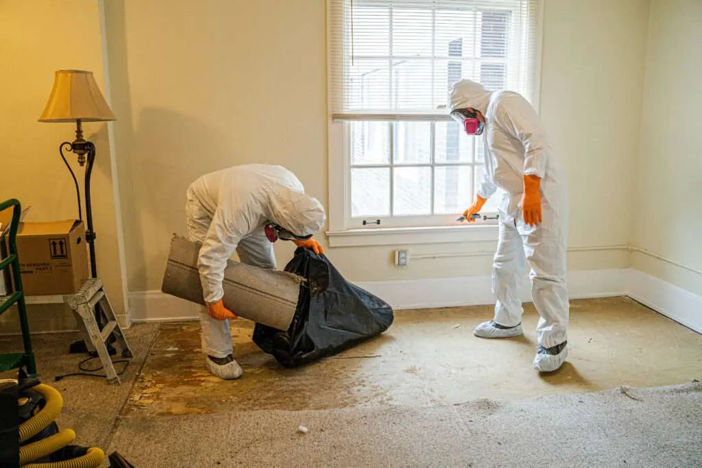 Mold Removal