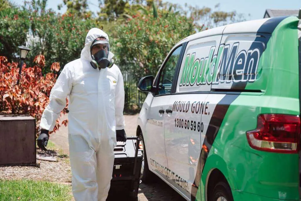 professional mould removal technician