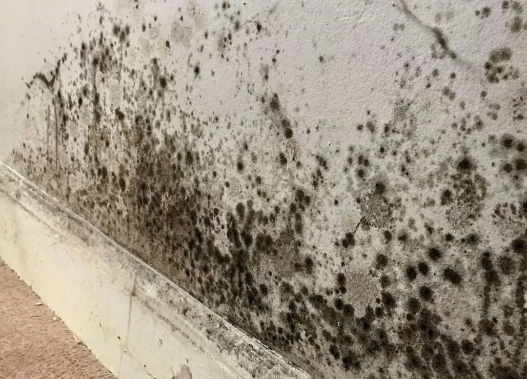 How to Get Mould Off Paint Mouldmen