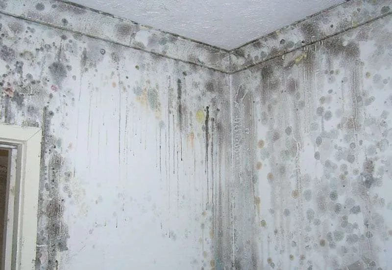Dehumidification & Structural Drying Services Dehumidification & Structural Drying Services