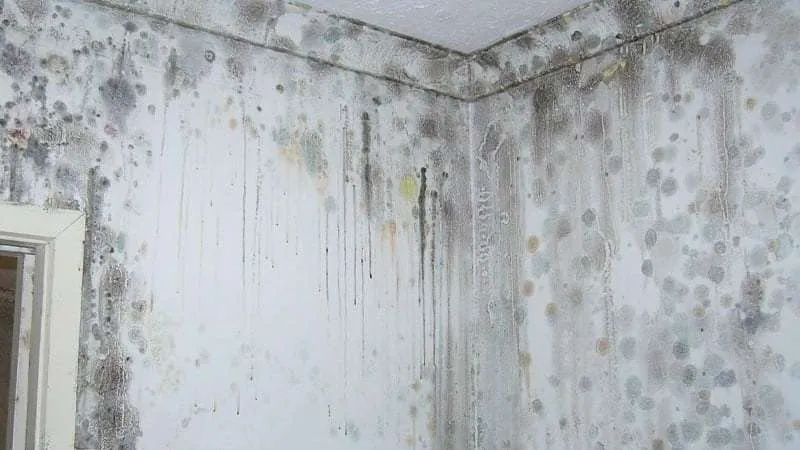 mould and mildew